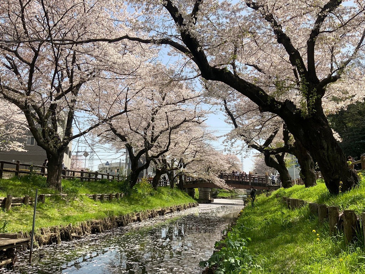 🌸 신가시 강 벚꽃길 (신가시 리버뱅크 체리 블로섬) 이미지 3